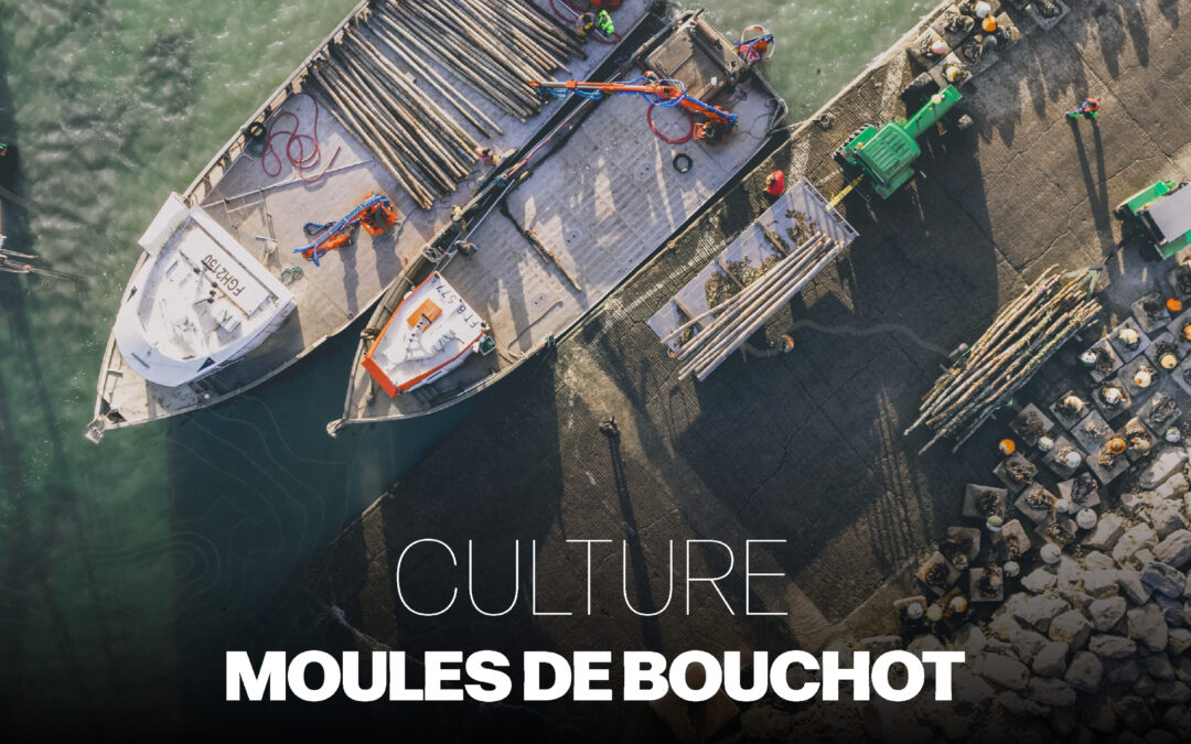 Culture de moules de Bouchot